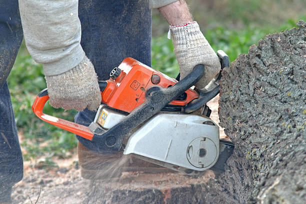 How Our Tree Care Process Works  in  Chester, VA